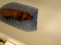 Luke attacks bathmat!