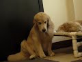 Nodding Oliver