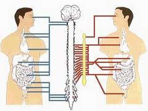 how to control sympathetic nervous system