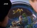 peixe louco por pepsi