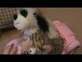 videos de leavin webkinz