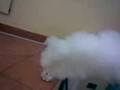 videos de fumogeno ping pong.3gp