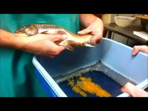 how to fertilized koi eggs