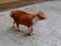 Horny Cat Horny Cat