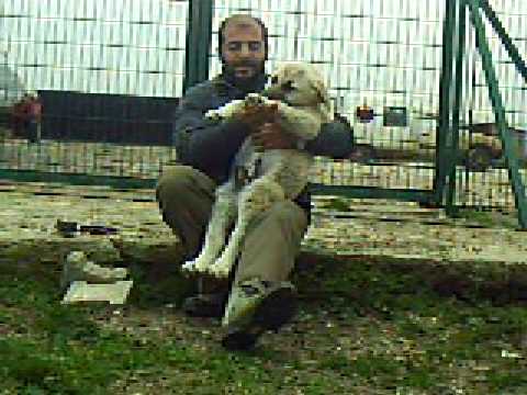 KANGAL YAVRUSU