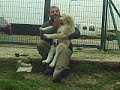 BOZ KENNEL KANGAL YAVRUSU BOZ KENNEL KANGAL YAVRUSU