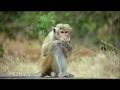 Macaco tarado e com fome Macaco tarado e com fome