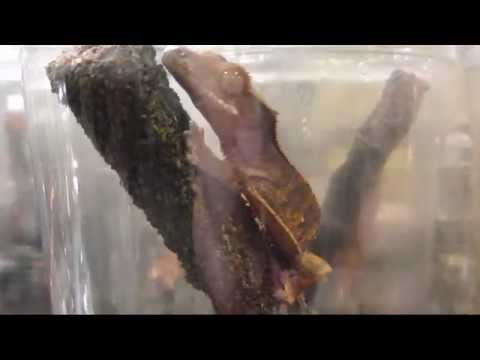 Watch 'YouTube - National Reptile Breeders Expo - Daytona 2009'