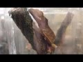 Watch 'YouTube - National Reptile Breeders Expo - Daytona 2009'