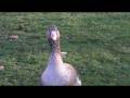 videos de Goose with attitude