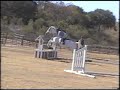 Wilson & Boots Horses for sale