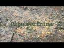 Keyword \"repulsive\"