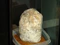 Time-Lapse of mushroom log