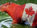 I Am Canadian