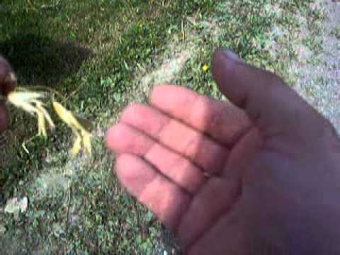 how to harvest hulless oats
