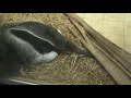 Furnicarul la gradina zoo Schonbrun