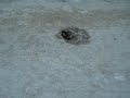 Carpenter ants catch bug