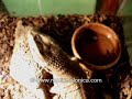 Savannah monitor Savannah monitor