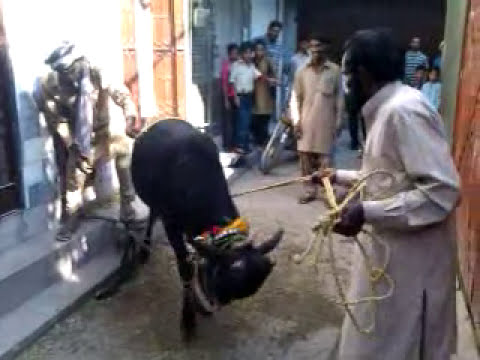 bakra eid qurbani 2011 - 2 No Qusaii On BAkra Eid Fight With Wera...........!