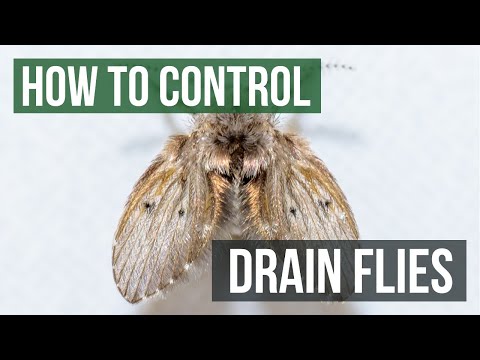 how to get rid of drain flies and gnats