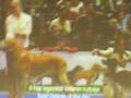 videos de Euro Dog Show Budapest 2008 - Final