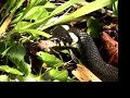 Snakes Living Wild In The Middle Of Copenhagen