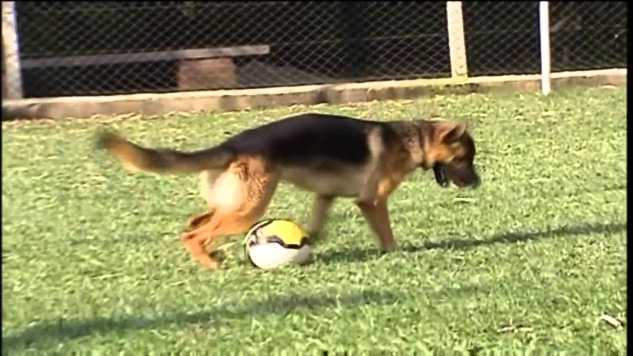 Cãopestre no Bom Dia SP - TV Globo