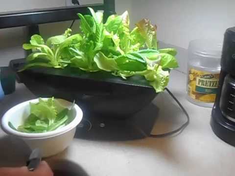 how to harvest aerogarden lettuce