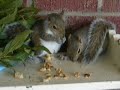Party on the \"Squirrel Condo\" Roof