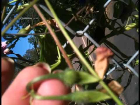 how to transplant morning glory vines