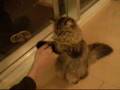 猫パンチ