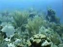 Cayman Islands Video