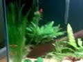 Meu Aquario Plantado de 200 LitrosPopulação: 01 Botia Yoyo, 03 Mocinhas, 08 Corydoras, 02 Limpa Vidros, 05 Barbus Ouro, 03 Barbus Cereja, 05 Barbus Sumatra, 12 Neons, 07 Espadas, 04 Plati Tricolor, axu q só por enquanto!!! 