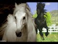 2 eme montage chevaux.WMV