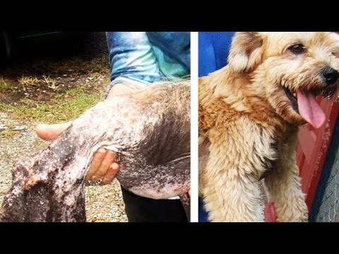 WATCH: 12 Inspiring Rescue Dog Transformations