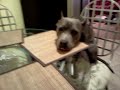 Click here to watch this video Pitbull waiting for dinner
