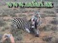 Zebra hunting