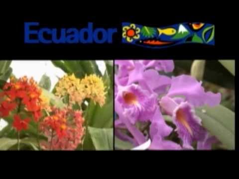 Tropische Orchideen: Ecuador - Orchideen / Orchid Par ...