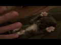 Surprised Kitty Fail 2