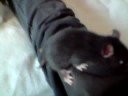 Rittens 21 dagen oud. (3 weken)