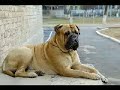 bullmastiffs