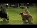 Finnish Lapphund Boys Beaudesert 7 Nov 08 Finnish Lapphund Boys Beaudesert 7 Nov 08