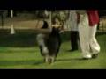 Finnish Lapphund Boys Beaudesert 7 Nov 08