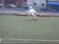 Bulldog Americano video