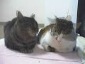 Sleepy Cats Sleepy Cats