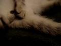el gato mas huevon y eractado de todo el mundo
