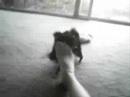 Chloe dances to cotton eye joe