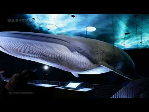 Stralsund: OZEANEUM Stralsund des Deutschen Meeresm ...