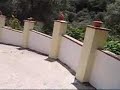 walking-dogs.html
