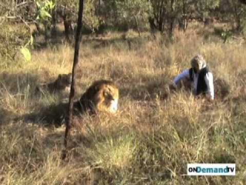 lion gif